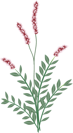 Oriental Ladys Thumb (Polygonum Cespitosum)