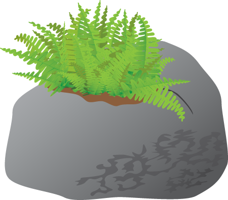 Rock Cap Fern (Polypodium Virginianum)