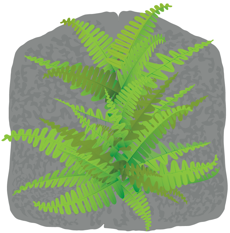 Rock Cap Fern (Polypodium Virginianum)