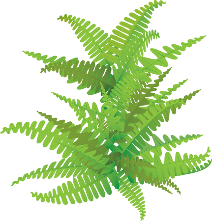 Rock Cap Fern (Polypodium Virginianum)