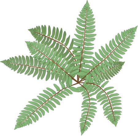 Christmas Fern (Polystichum Acrostichoides)