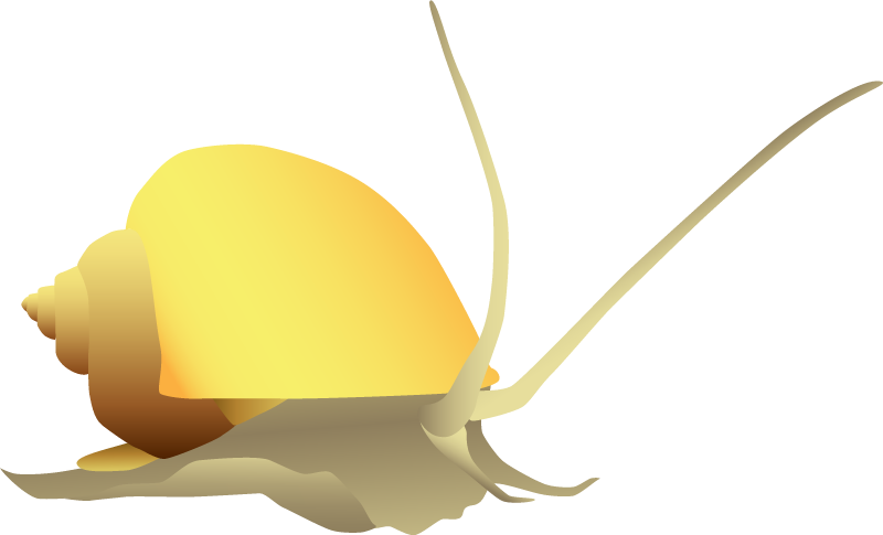 Apple Snail (Pomacea Bridgesii)