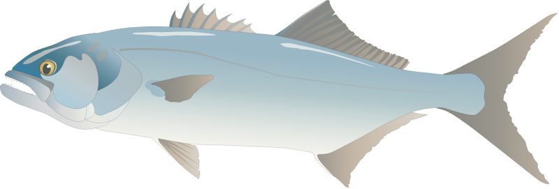 Bluefish (Pomatomus Saltatrix)