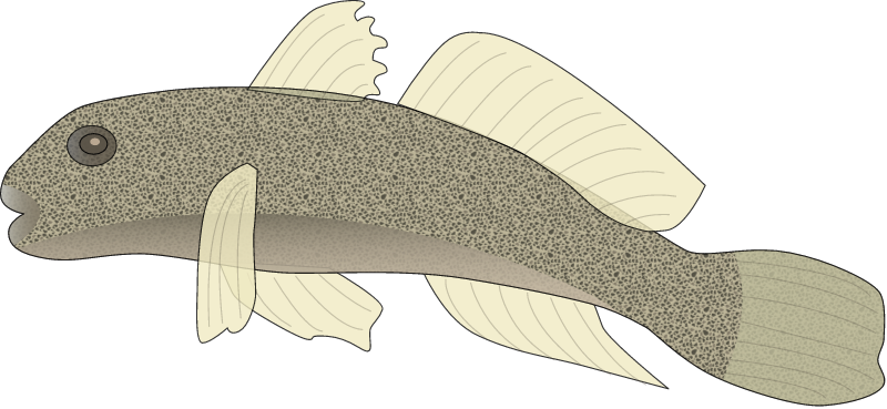 Sand Goby (Pomatoschistus Minutus)