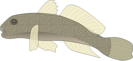 Sand Goby (Pomatoschistus Minutus)