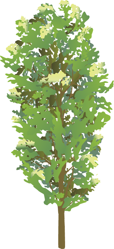 Balsam Poplar (Populus Balsamifera)