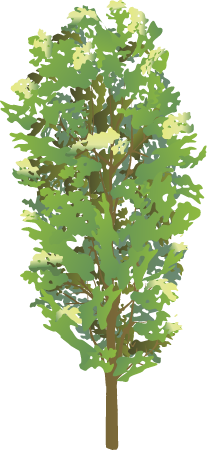 Balsam Poplar (Populus Balsamifera)