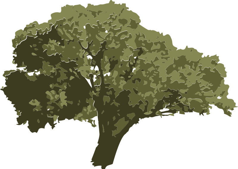 Eastern Cottonwood (Populus Deltoides)