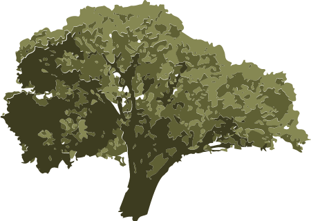 Eastern Cottonwood (Populus Deltoides)