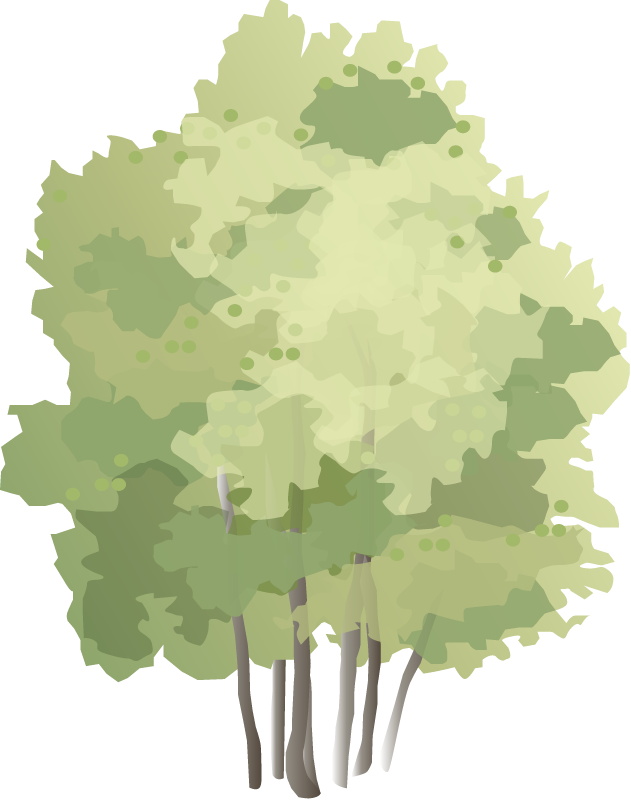 Aspen (Populus Tremula)