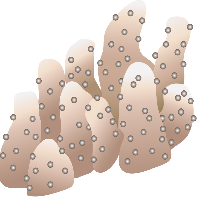 Finger Coral (Porites)