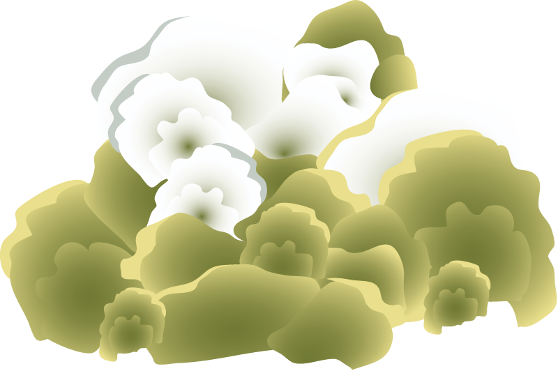 Bleached (Porites Lobata)