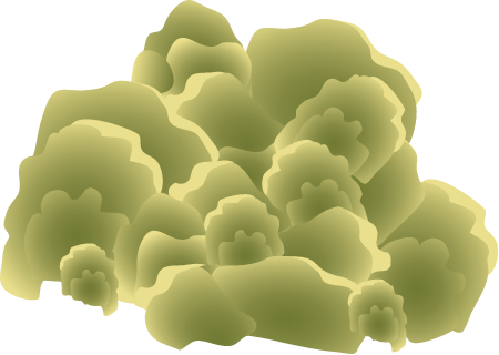 Lobe Coral (Porites Lobata)