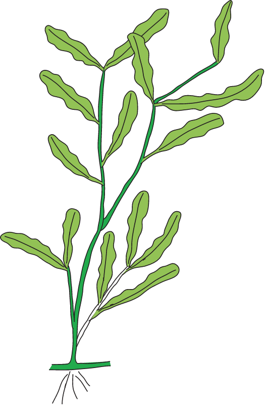 Curly Leaf Pondweed (Potamogeton Crispus)
