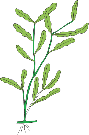 Curly Leaf Pondweed (Potamogeton Crispus)