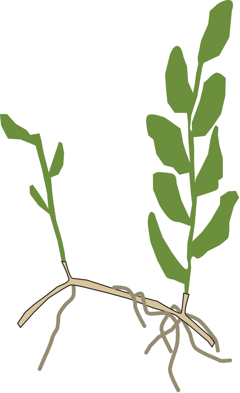 Perfoliate Pondweed (Potamogeton Perfoliatus)