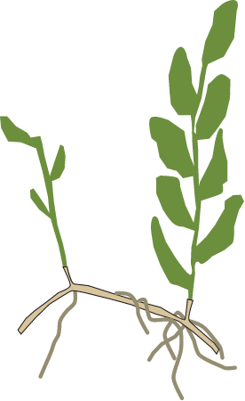 Perfoliate Pondweed (Potamogeton Perfoliatus)