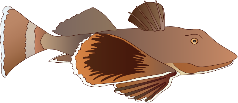 Northern Searobin (Prinotus Carolinus)