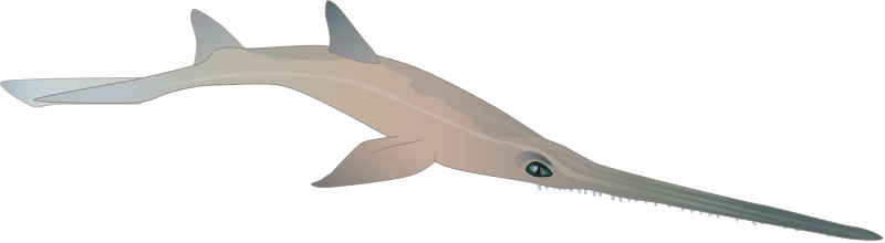 Saw Shark (Pristiophorus)