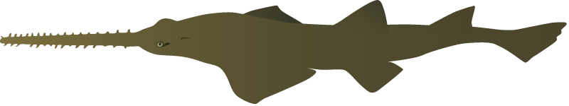 Smalltooth Sawfish (Pristis Pectinata)