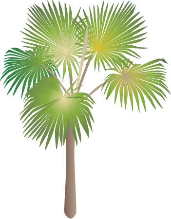 Loulu Palm (Pritchardia Minor)