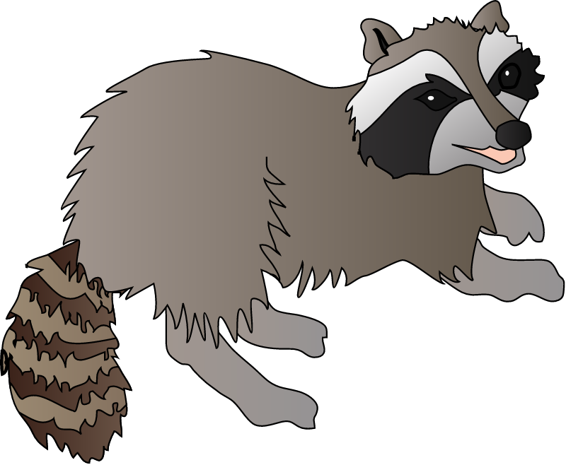Raccoon (Procyon Lotor)