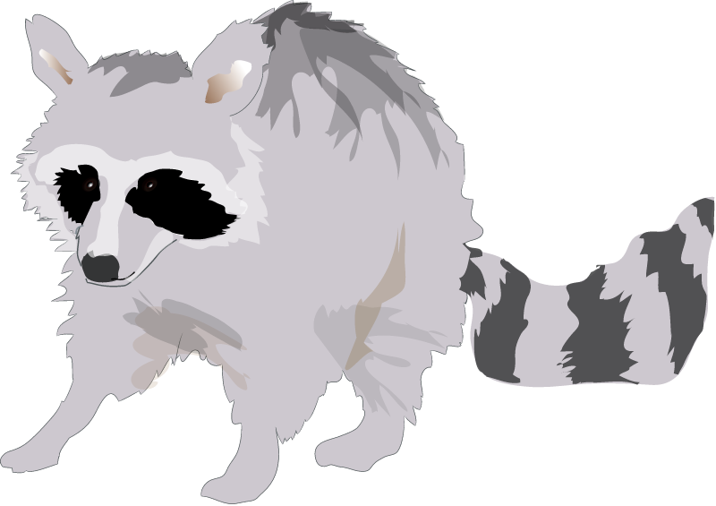 Raccoon (Procyon Lotor)
