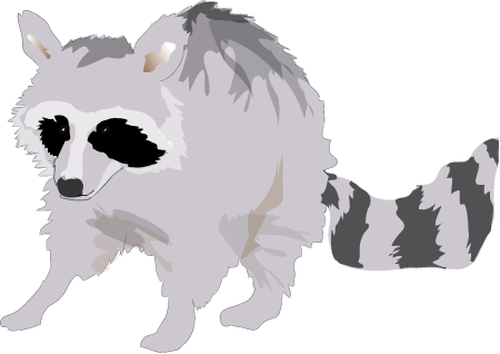 Raccoon (Procyon Lotor)