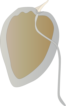 Dinoflagellate (Prorocentrum Micans)