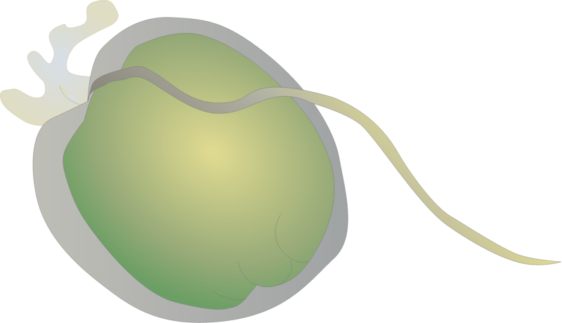 Dinoflagellate (Prorocentrum Minimum)