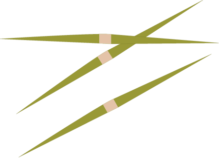 Diatom (Pseudo-Nitzschia Australis)