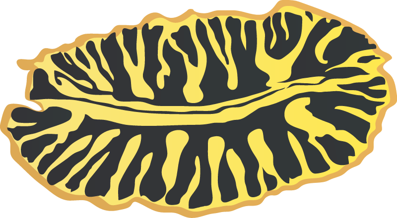 Divided Flatworm (Pseudoceros Dimidiatus)