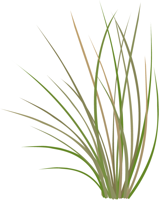 Bluebunch Wheatgrass (Pseudoroegneria Spicata)