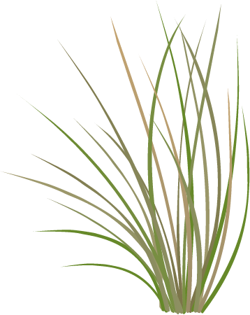 Bluebunch Wheatgrass (Pseudoroegneria Spicata)