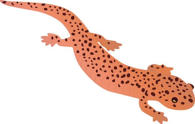 Northern Red Salamander (Pseudotriton Ruber)