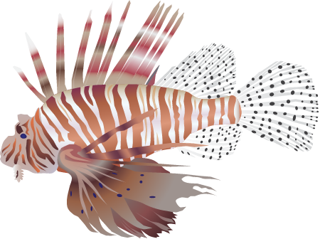 Red Lionfish (Pterois Volitans)