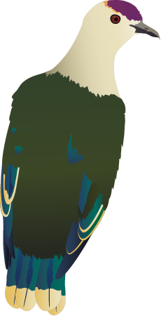 Palau Fruit Dove (Ptilinopus Pelewensis)