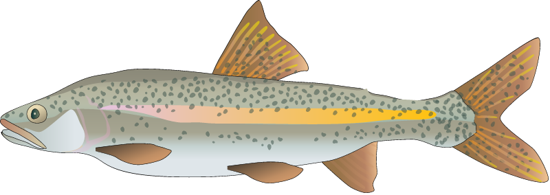 Sacramento Pikeminnow (Ptychocheilus Grandis)