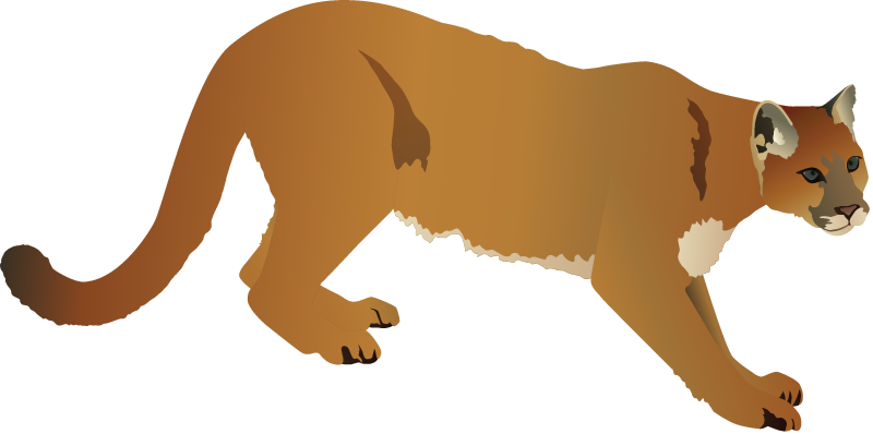 Cougar or Mountain Lion (Puma Concolor)