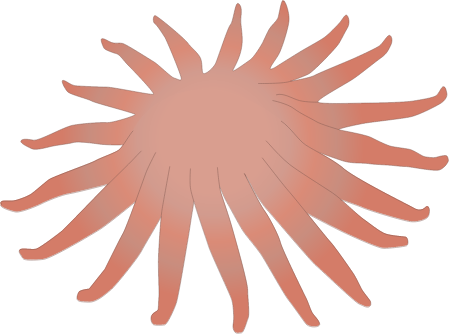 Sunflower Seastar (Pycnopodia Helianthoides)