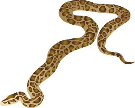 Burmese Python (Python Bivittatus)