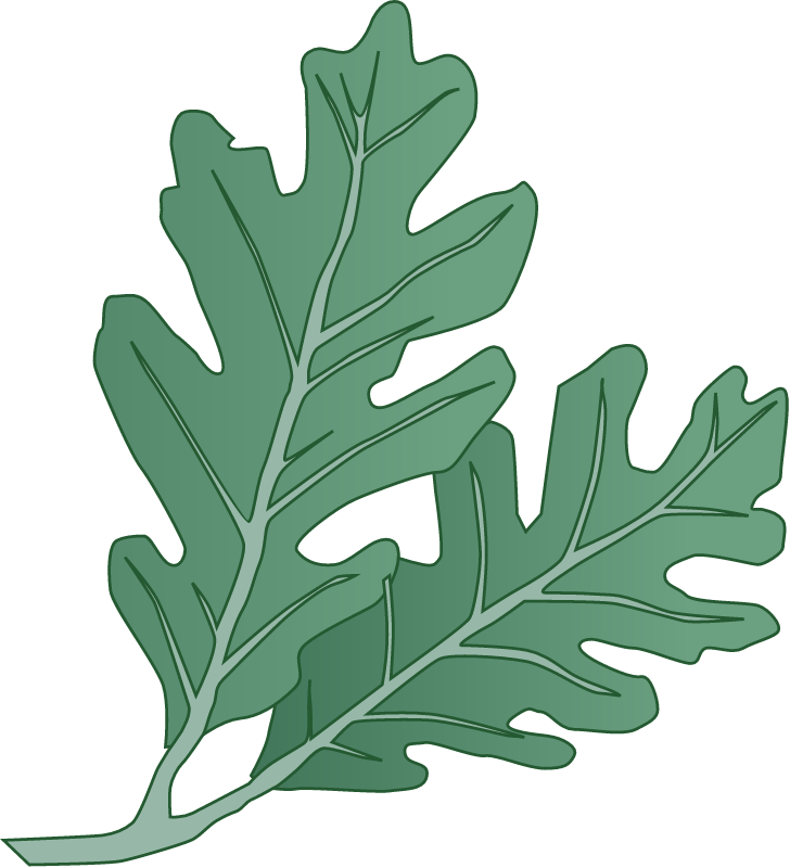 White Oak Leaves (Quercus Alba)