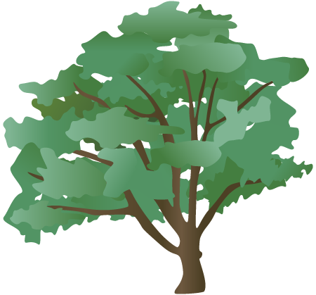 Swamp White Oak (Quercus Bicolor)