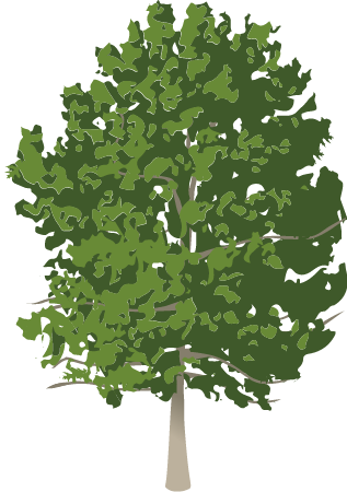 Scarlet Oak (Quercus Coccinea)