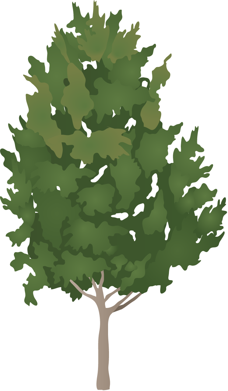 Quercus falcata