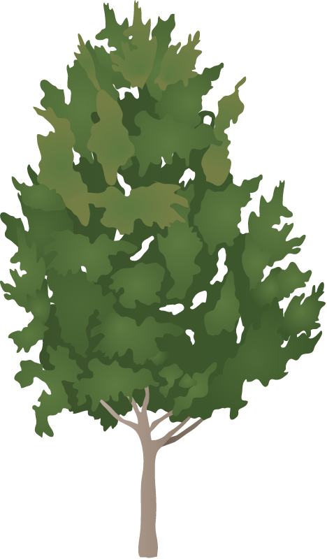 Quercus falcata