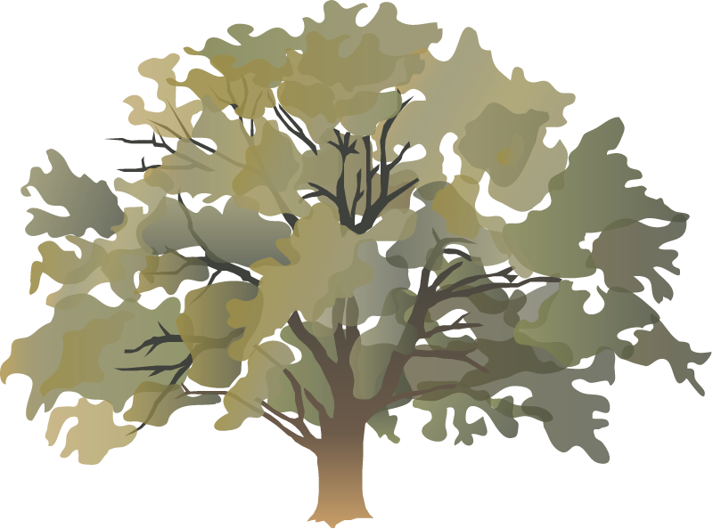 Bur Oak (Quercus Macrocarpa)