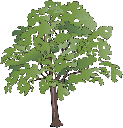 Chestnut Oak (Quercus Montana)