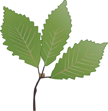 Chestnut Oak Leaves (Quercus Montana)