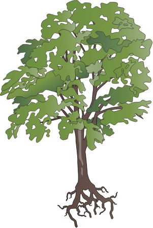 Chestnut Oak with Roots (Quercus Montana)